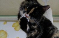 냥 이 이쁘게 키워주실분