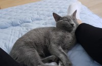 고양이 진짜 좋아 하시는 분만 연락주세요...