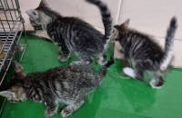 아깽이 4마리 데려가세요(화성 향남, 수원 영통)