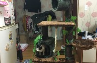 고양이 무료분양해요..