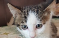 예쁜 아가 고양이 분양(숫놈)