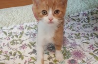 예쁜아가고양이 (암놈)