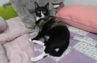 코숏 분양합니다.