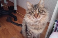 노르웨이숲 2년 10개월 중성화 남아 분양합니다