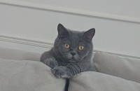 먼치킨 남아 3살 무료 분양합니다