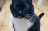 고양이 무료분양 합니다.