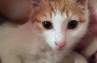 새끼고양이 무료분양합니다ㅡ 인천