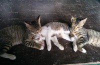 무료 분양 합니다~코숏 입니다.