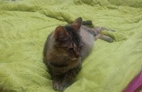 고양이 분양합니다