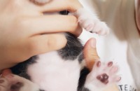 창원/코숏 2개월 여자 남자 아가들입니다.