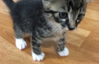 새끼 고양이 무료 분양합니다.