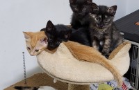 8월2일 태어난 한국고양이 5남매 무료분양합니다.
