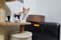 예쁜아기냥이3남매 무료분양