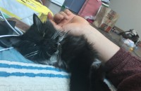 전주 턱시도 고양이