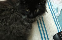 전주 턱시도 고양이