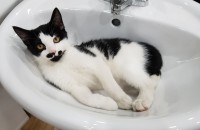 턱시도가 너무 예쁜 4개월된 고양이 분양합니다.