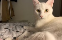 이쁜여아고양이분양해요~