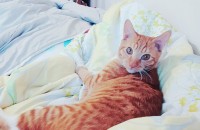 강릉 1살정도된 코숏 남아 분양합니다