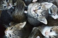 울산 울주군 고양이 분양