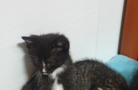 애기들 분양해요 연락주새요