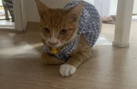 4-5개월 정도 된 구조된 냥이 분양 보내요