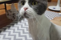 스코티쉬 폴드/스트레이트 성묘 분양합니다