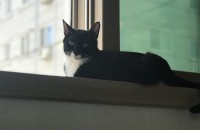 2년된 코숏 고양이 분양합니다