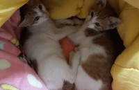 나주시 아기고양이 2마리 분양