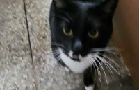 낯가림 전혀없고 사람 너무너무 좋아하는 코숏 분양 합니다