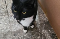 중성화 한 남자입니다 3~4살정도 입니다. 완벽한 개냥이 입니다