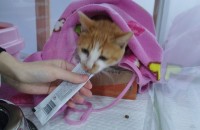 코리안 숏헤어 치즈 여아