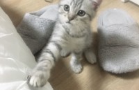 [서울] 스코티쉬폴드 아기냥이 좋은분께 입양보내요!