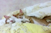 이쁜냥이 두마리  분양중