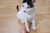 길냥이인데 사정상 더 이상 키울 수가 없습니다. ㅜㅜ