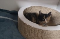 태어난지 3-4주 된 아기 고야잉 세잎이의 가족이 되어주세요