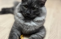 페르시안+레돌 5개월된 냥이 분양합니다