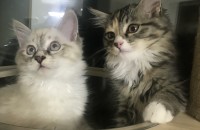 3개월 아기 고양이 3남매