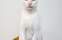 5년 정보된 하얀색 고양이 무료 분양합니다.