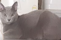 러시안블루 남아 합니다