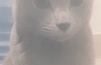 인천지역 러시안블루 남아 분양합니다