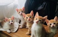 4월에 태어난 새끼 고양이 무료분양