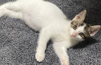 고양이 분양합니다 4개월됐습니다