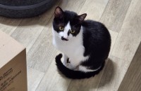 애교쟁이 마리는 더 이상 갈곳이 없어요. 마리의 가족이 되어 주세요