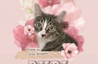 ????너무 이쁜 루비????입양처 찾아요!!