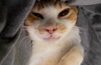 세상 온순하고 사람을 너무 좋아하는 애교쟁이 노랑이의 가족을 찾아요^^