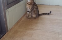 뱅갈, 아메숏 믹스 두마리 무료 분양합니다