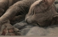 5살여아 러시안블루