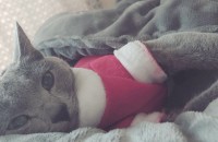 러시안블루4살 분양합니다