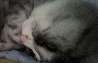 애교 믾은 개냥이 분양 합니다.