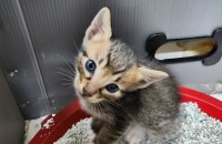 아기고양이  사랑으로 키워주실 평생가족 찾아요~~